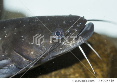 catfish catfish 83096716
