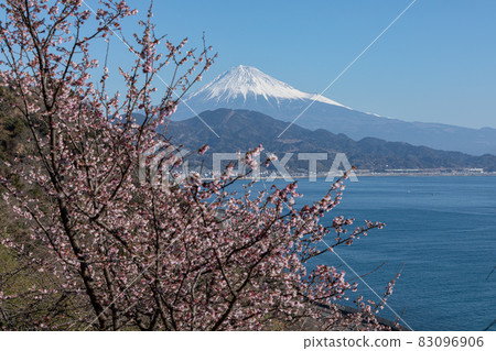 Satta Pass的櫻花 83096906