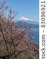Sakura at Satta Pass 83096921