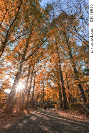 城北公園的秋天 83096930