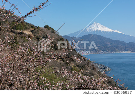 Satta Pass的櫻花 83096937