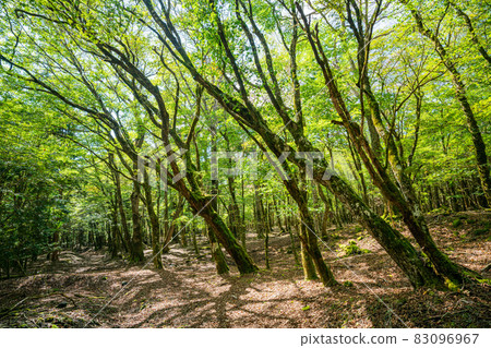 富士山腳下,須山子宮,樹海 富士山腳下,須山子宮,樹海 83096967