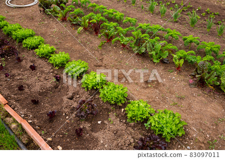 Various garden plants grow in the garden 83097011