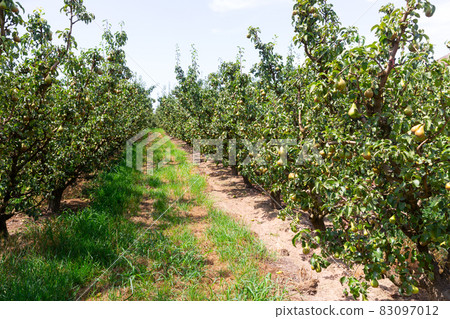 Pear trees in orchard at sunny day 83097012