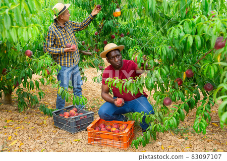 Two farmer harvesting ripe peaches in garden 83097107