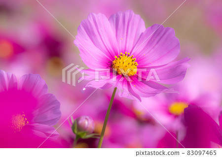 A beautiful and impressed cosmos field in full bloom A beautiful and impressed cosmos field in full bloom 83097465