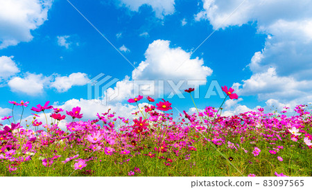 A beautiful and impressed cosmos field in full bloom A beautiful and impressed cosmos field in full bloom 83097565