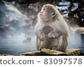 Snow monkey parent and child daily life 83097578