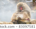 Snow monkeys their daily life 83097581