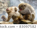 Snow monkey irresistible daily life 83097582