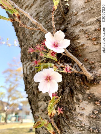 Cherry blossoms in the spring park Cherry blossoms in the spring park 83097826