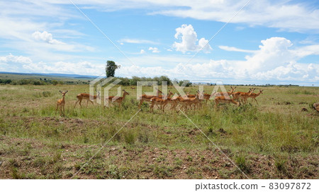 [Kenya Masai Mara] Impala herd 83097872