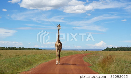 Giraffe in Masai Mara, Kenya Giraffe in Masai Mara, Kenya 83098025