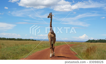 Giraffe in Masai Mara, Kenya Giraffe in Masai Mara, Kenya 83098026