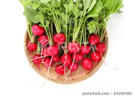 Radish Radish 83098366
