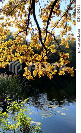 Autumn tree with colorful leaves over the city pond in backlight Autumn tree with colorful leaves over the city pond in backlight 83098432