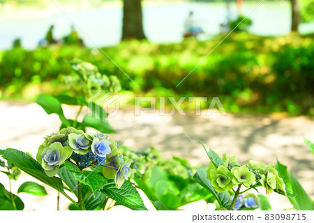 hydrangea   83098715