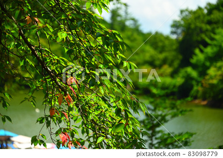 Shikako Shikako 83098779