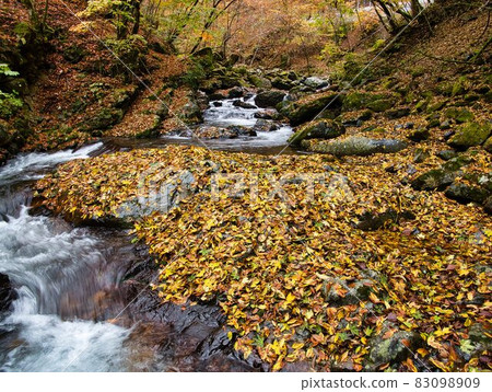 Autumn leaves in the Tamba valley 83098909