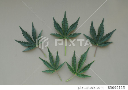Cannabis leaves, marijuana plant isolated on grey background. Alternative medicine. 83099115