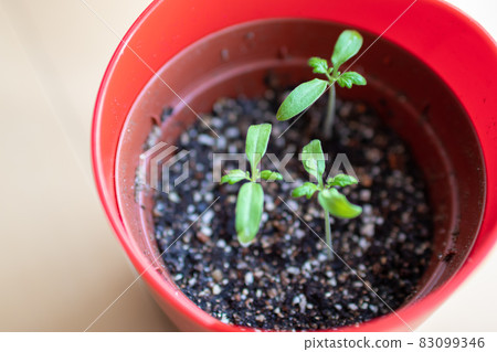 Mini tomato germination day 14 83099346