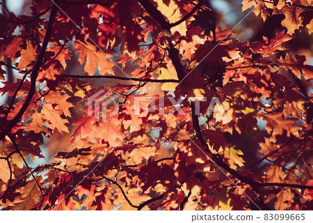 Autumn oak background 83099665