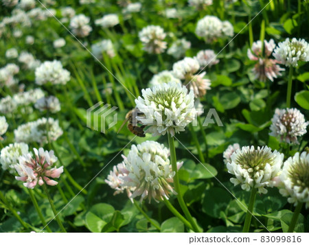 白三葉草和蜜蜂 83099816