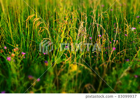 Summer meadow background, selective focus. Natural grass field background for design or project. Summer meadowland texture. High-quality photo Summer meadow background, selective focus. Natural grass field background for design or project. Summer meadowland texture. High-quality photo 83099937