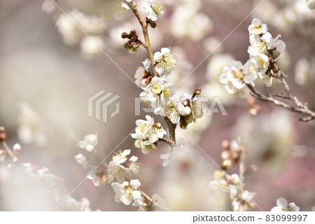 Plum blossoms and white plum blossoms in early spring Plum blossoms and white plum blossoms in early spring 83099997