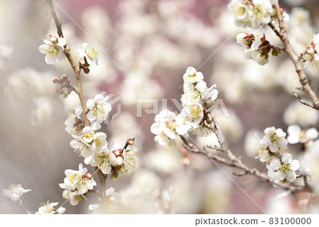 Plum blossoms and white plum blossoms in early spring Plum blossoms and white plum blossoms in early spring 83100000