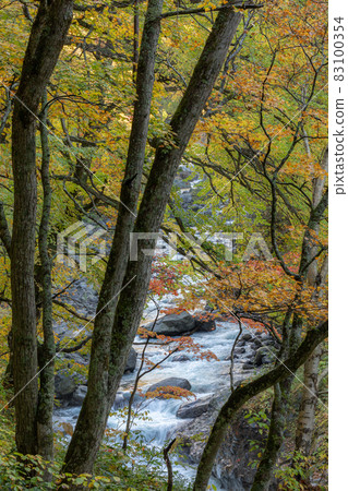 [Tenjinkyo, Higashikawa-cho, Hokkaido] A view of the river with beautiful autumn colors in October 83100354