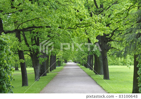 俄羅斯聖彼得堡凱瑟琳宮葉卡捷琳娜公園清新綠樹成蔭的大道 俄羅斯聖彼得堡凱瑟琳宮葉卡捷琳娜公園清新綠樹成蔭的大道 83100648