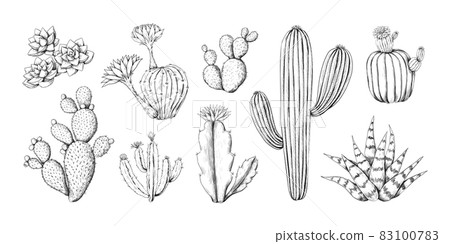 Cactus engraving sketch. Hand drawn western desert plant with blossom and spikes. Doodle tropical flora. Isolated black and white botanical elements. Vector succulent engraving set 83100783
