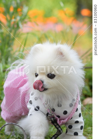 Cute white pomeranian and flowers 83100960