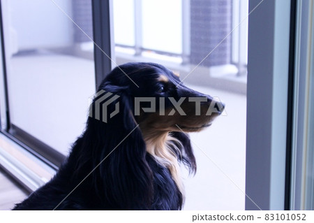 看著窗外的狗 看著窗外的狗 83101052