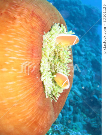 Anemone fish and coral 83101129