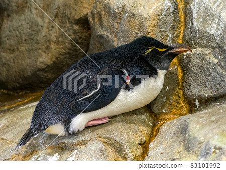 King penguin (Aptenodytes patagonicus) in Osaka Aquarium Kaiyukan, Osaka, Japan 83101992