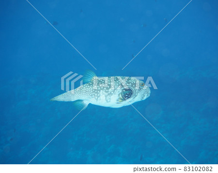 White-spotted puffer fish underwater photograph of the sea of Okinawa White-spotted puffer fish underwater photograph of the sea of Okinawa 83102082