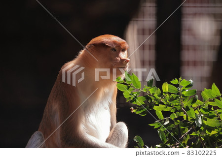 Monza monkey 83102225