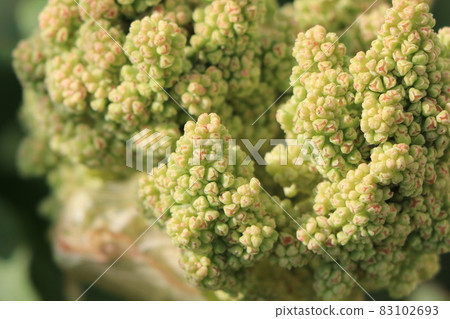 Rhubarb flower buds (flower buds) Rhubarb flower buds (flower buds) 83102693