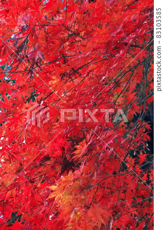Red leaves as far as the eye can see Red leaves as far as the eye can see 83103585