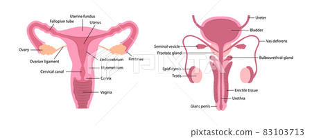Vector male and female human reproductive systems with parts description on white background 83103713