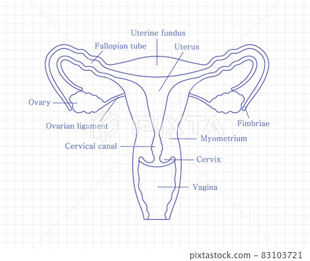 Female Reproductive System Front View Diagram Female Reproductive System Front View Diagram