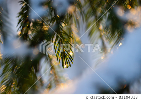 Coniferous forest at winter sunrise. Spruce branches with water drop. Bokeh effect. Coniferous forest at winter sunrise. Spruce branches with water drop. Bokeh effect. 83104318