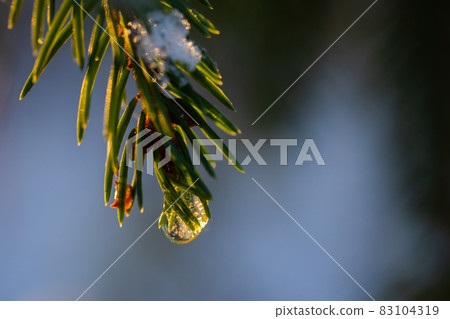 Coniferous forest at winter sunrise. Spruce branches with water drop. Bokeh effect. Coniferous forest at winter sunrise. Spruce branches with water drop. Bokeh effect. 83104319