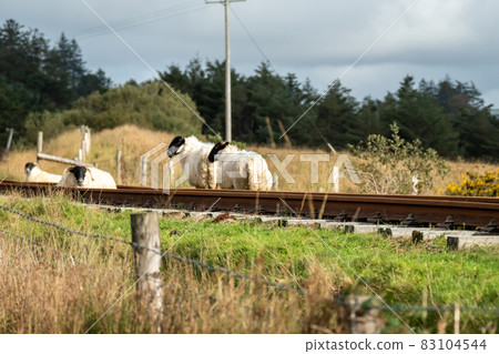 Group of sheep resting on railway line in Fintown - Ireland Group of sheep resting on railway line in Fintown - Ireland 83104544