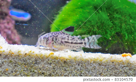 Corydoras Corydoras 83104570