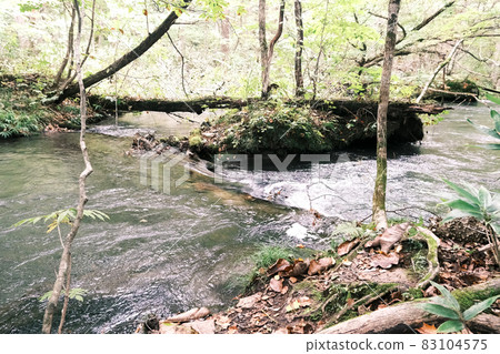 [Oirase Gorge] Beautiful stream of a beautiful river 83104575