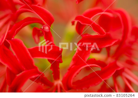 The red flowers of cluster amaryllis are in bloom. The scientific name is Lycoris radiata. The red flowers of cluster amaryllis are in bloom. The scientific name is Lycoris radiata. 83105264
