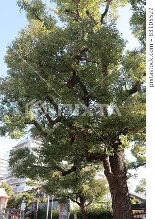 大阪鶴見區鶴見神社的楠木夫婦 大阪鶴見區鶴見神社的楠木夫婦 83105522